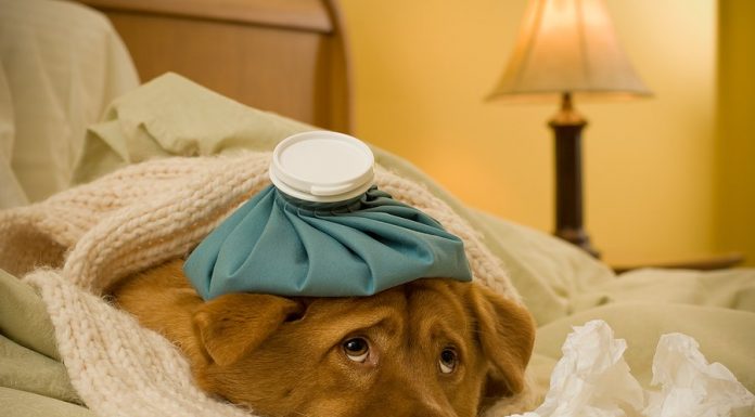 Cum tratam raceala la caini