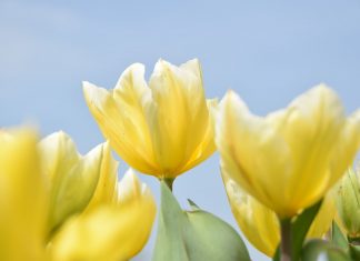 118 Mesaje De 1 Martie