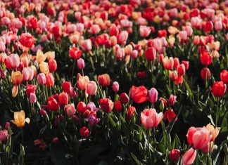 203 Mesaje De 8 Martie