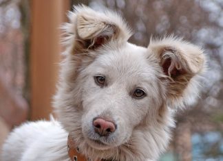 83 Citate Despre Caini